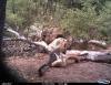 Fox 05 7-12